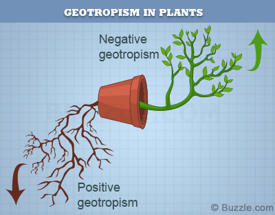 geotropism